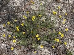 Pityopsis pinifolia