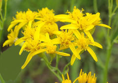 Senecio