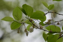 Halesia