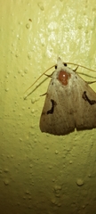 Herminodes subclara