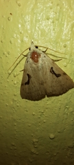 Herminodes subclara
