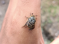 Euphoria subtomentosa