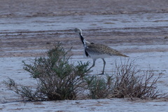 Chlamydotis macqueenii