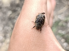 Euphoria subtomentosa