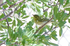 Phylloscopus nitidus