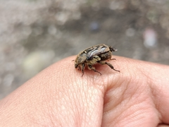 Euphoria subtomentosa