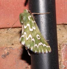 Drepanogynis bifasciata