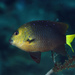 Yellowtail Damselfish - Photo (c) terence zahner, some rights reserved (CC BY-NC), uploaded by terence zahner
