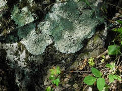 Heterodermia squamulosa