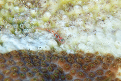 Tigrigobius dilepis
