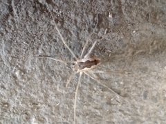 Mitopus