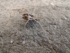 Mitopus