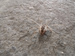 Mitopus