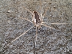 Mitopus