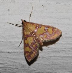 Stenochora lancinalis