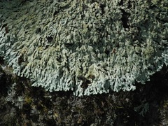 Heterodermia squamulosa