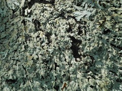 Heterodermia squamulosa