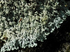 Heterodermia squamulosa