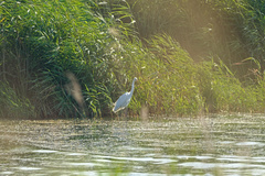 Ardea alba