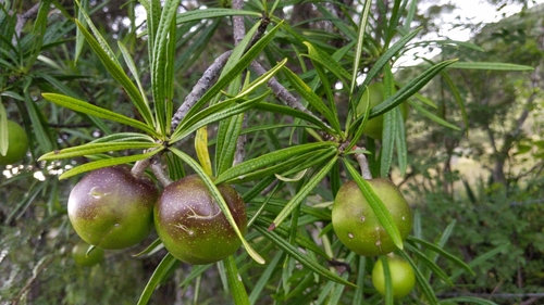 Cascabela thevetioides