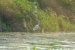 Ardea alba