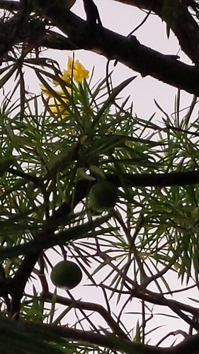 Cascabela thevetioides