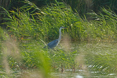 Ardea cinerea