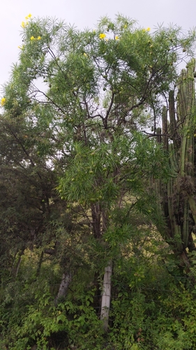 Cascabela thevetioides