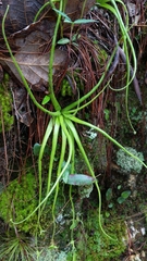 Pinguicula heterophylla