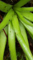 Pinguicula heterophylla