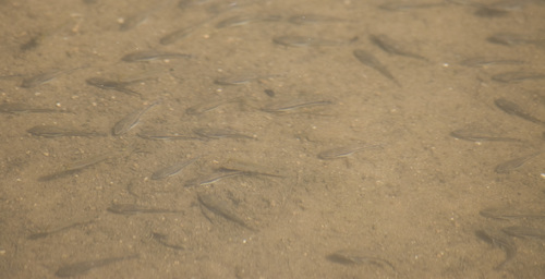 Otocinclus vittatus