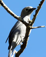 Coracina caesia caesia