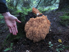 Ramaria boreimaxima