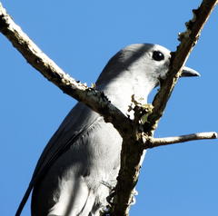 Coracina caesia caesia