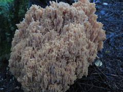 Ramaria boreimaxima
