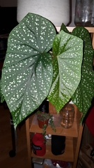 Begonia lucerna