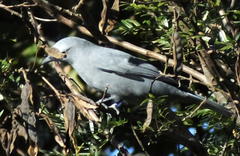 Coracina caesia caesia