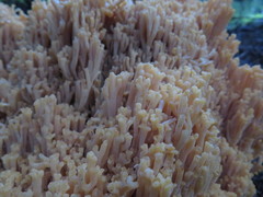 Ramaria boreimaxima