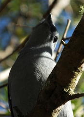 Coracina caesia caesia