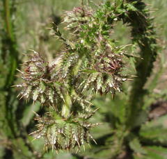Berkheya radula