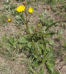 Berkheya radula