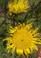 Berkheya radula