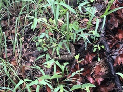 Crotalus willardi willardi