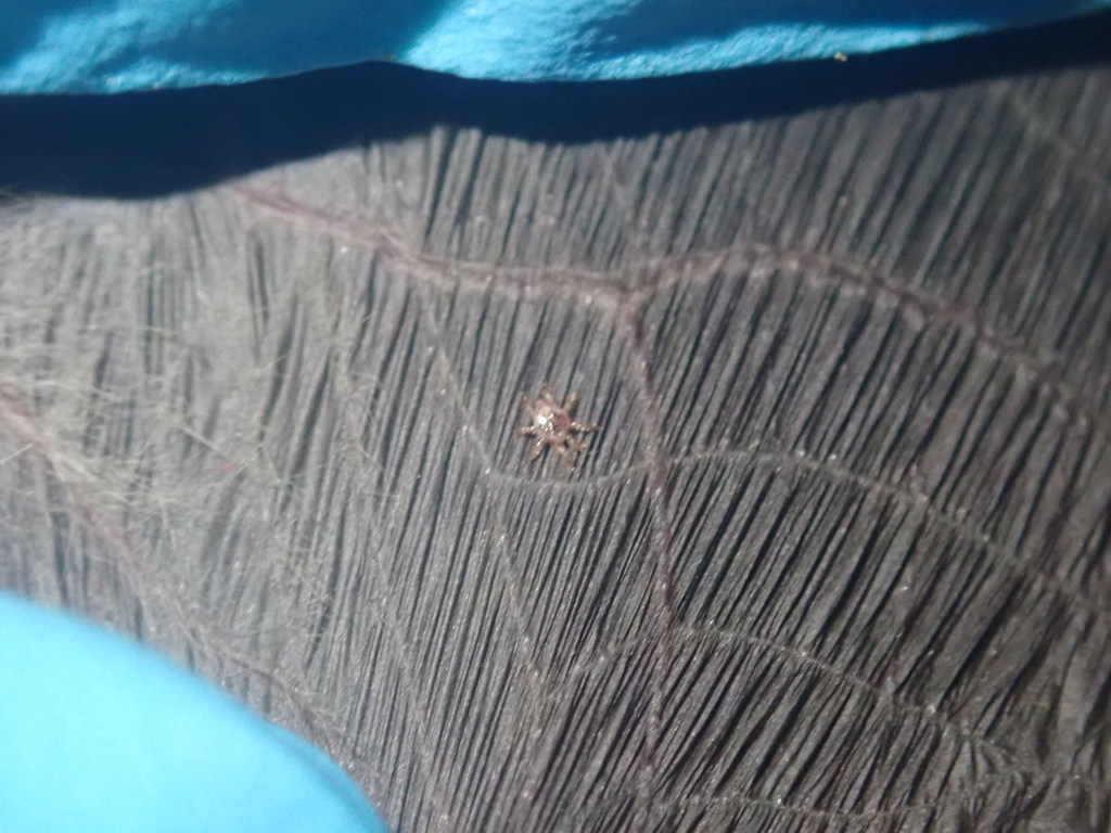 Spinturnix mystacinus