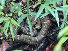 Crotalus willardi willardi