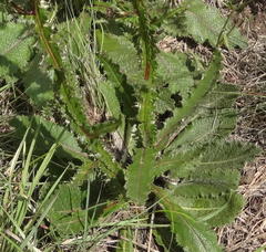 Berkheya radula