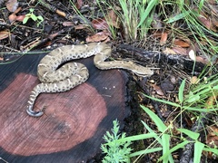 Crotalus willardi willardi