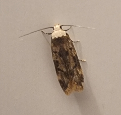 Endrosis sarcitrella