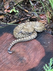 Crotalus willardi willardi