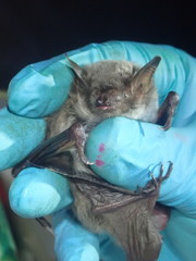 Myotis dasycneme